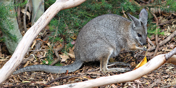 Close up of a Tammar Wallaby holding a leaf