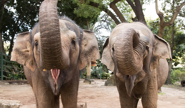 Two Asian Elephants raising their trunks
