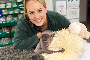 Perth Zoo keeper with a baby Javan Gibbon