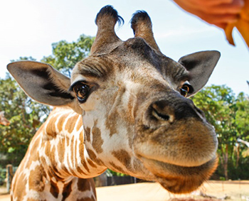 Close-up photo of a giraffe's head looking at the camera.