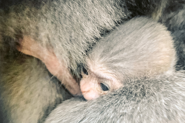 Baby Javan Gibbon