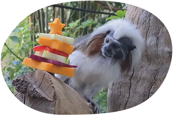 Cotton-top Tamarin looking at fruit cake