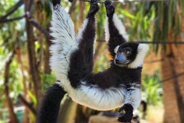 Close up of Black-and-White Lemur hanging from a branch