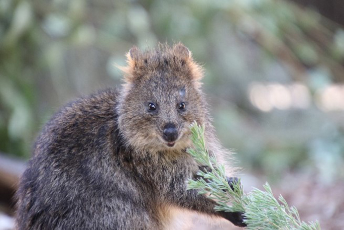 Five Facts About Australian Animals You Didn't Know | Perth Zoo
