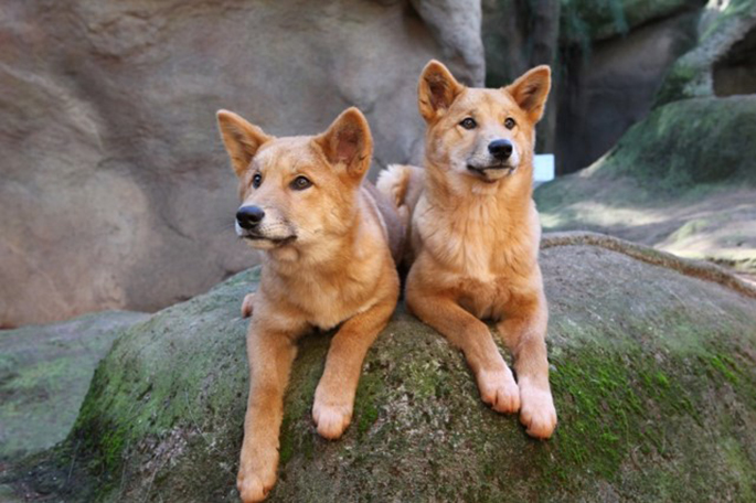 Image of two dingoes