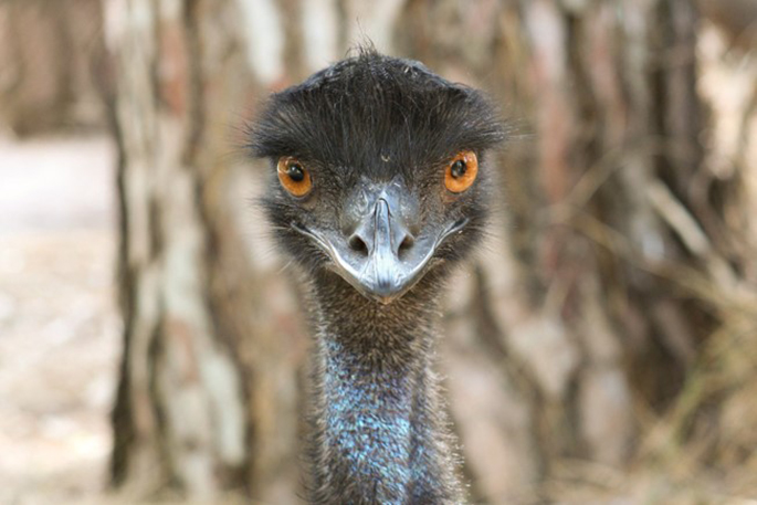 Image of an Emu looking straight to the camera
