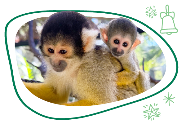 Two squirrel monkeys, one on the other ones back