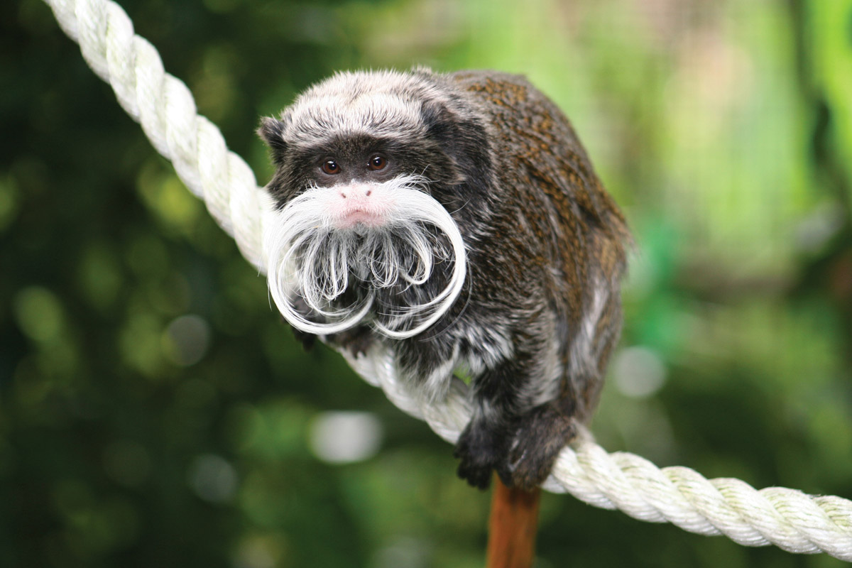 emperor tamarin for sale