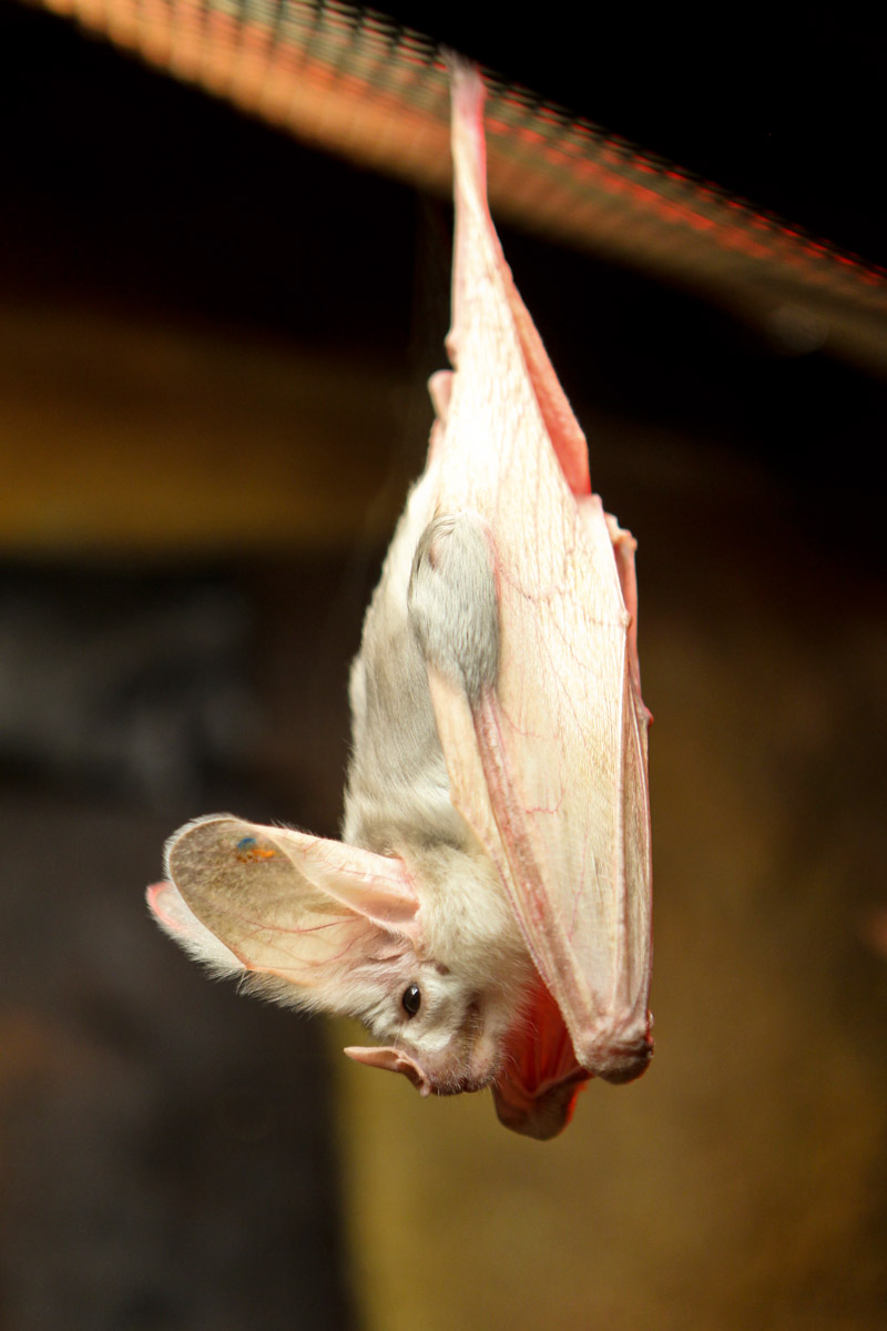 Ghost Bat | Perth Zoo