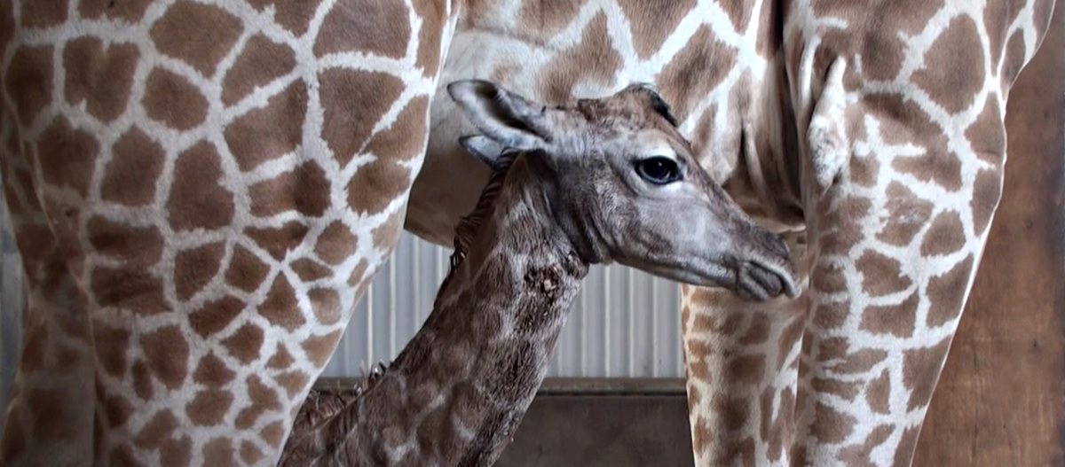Perth Zoo Welcomes A Baby Giraffe Perth Zoo