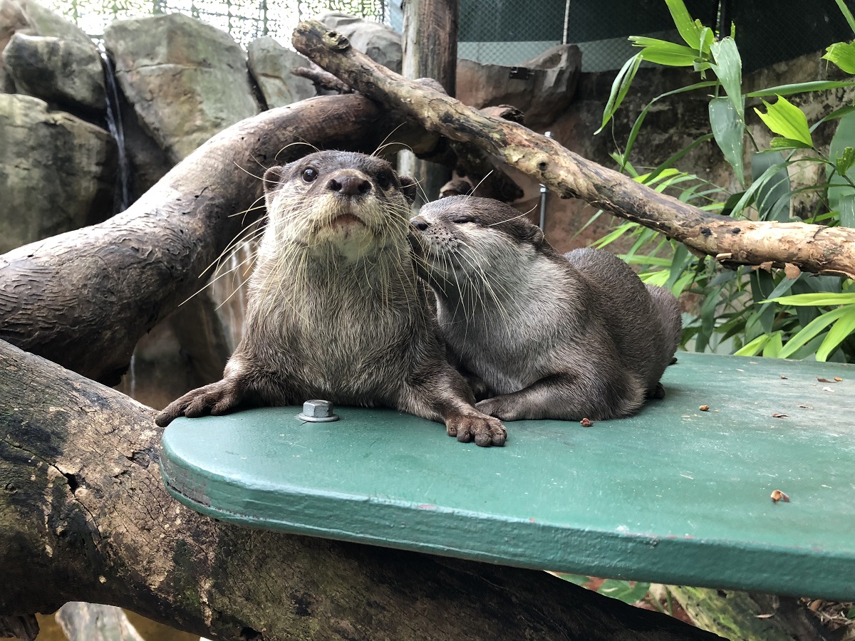 Image of otters