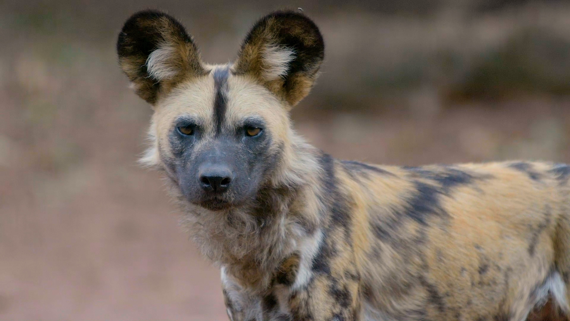 Los perros pintados africanos están regresando