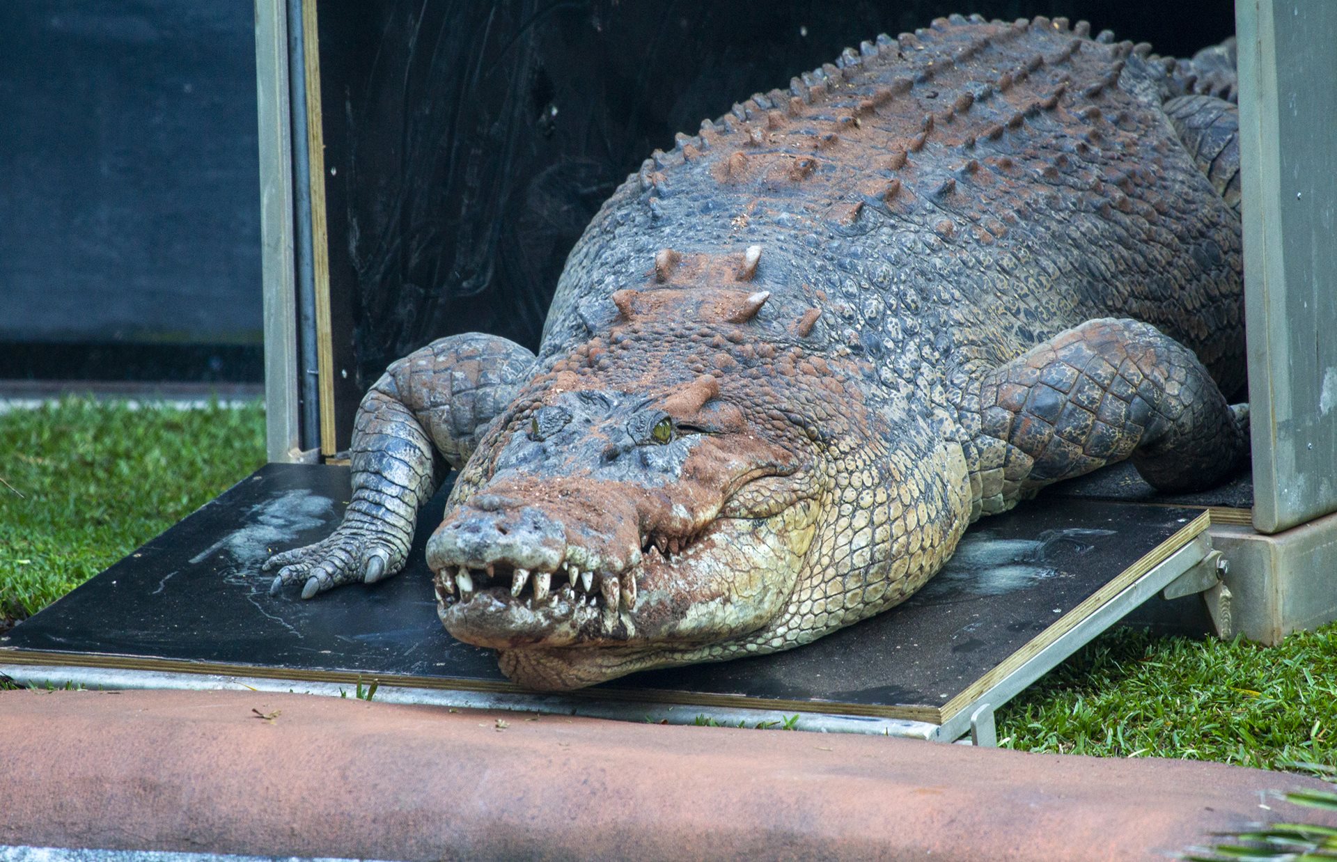 Крокодил это ящерица. Имена для крокодилов. Китайский ящер.