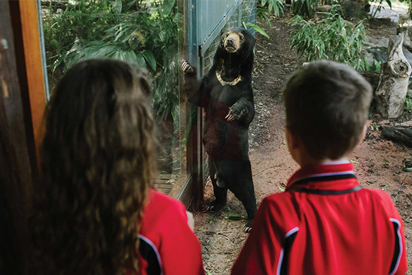 Kid looking at Sun Bear