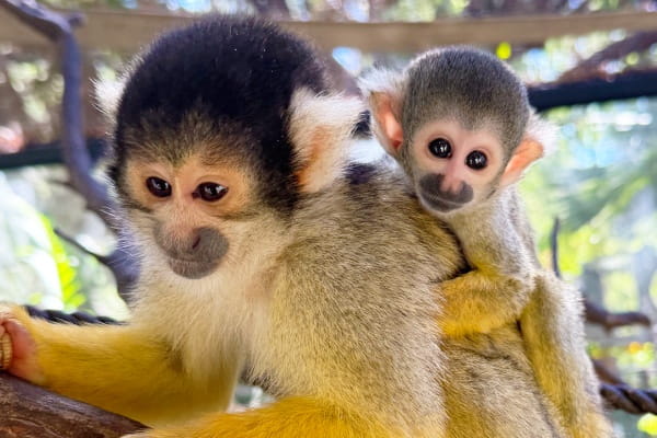 Squirrel Monkey mum and baby