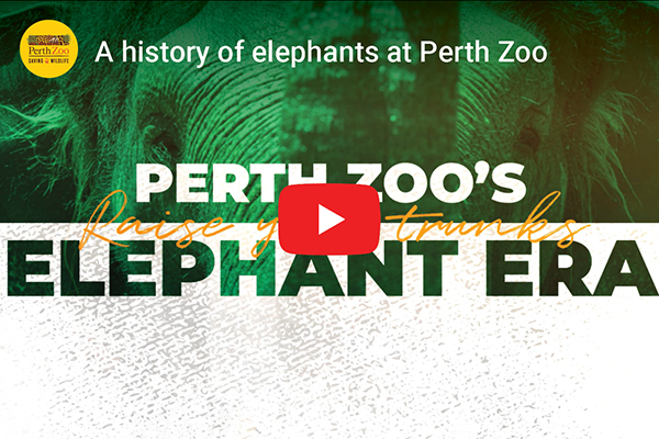 A history of elephants at Perth Zoo