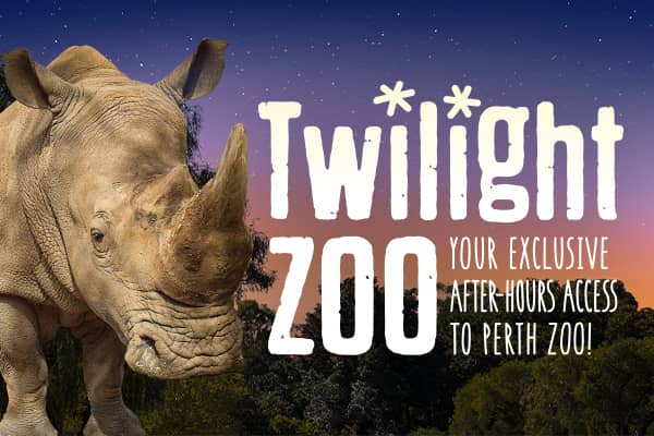 Twilight Zoo Rhino at Perth Zoo in the evening