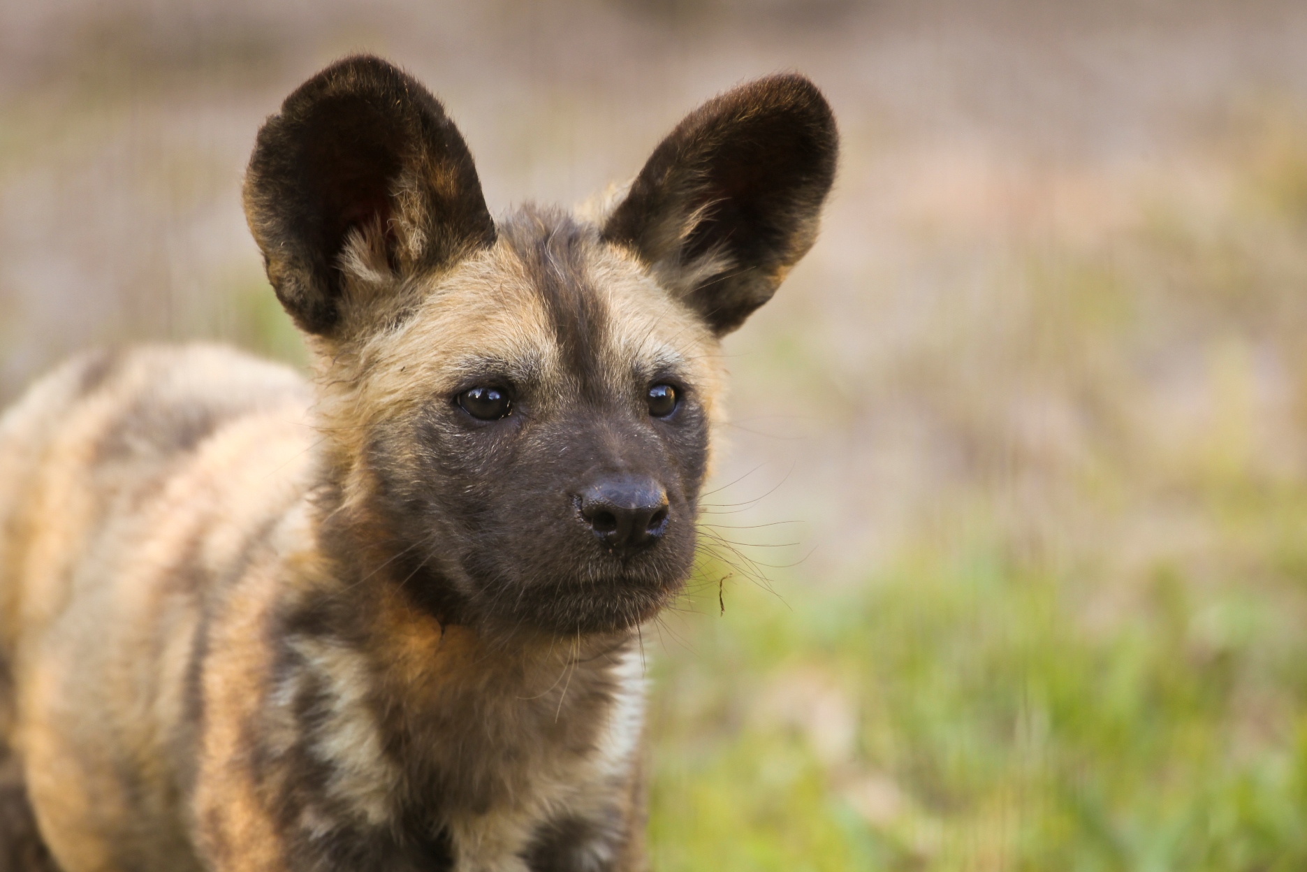 African Painted Dog | Perth Zoo
