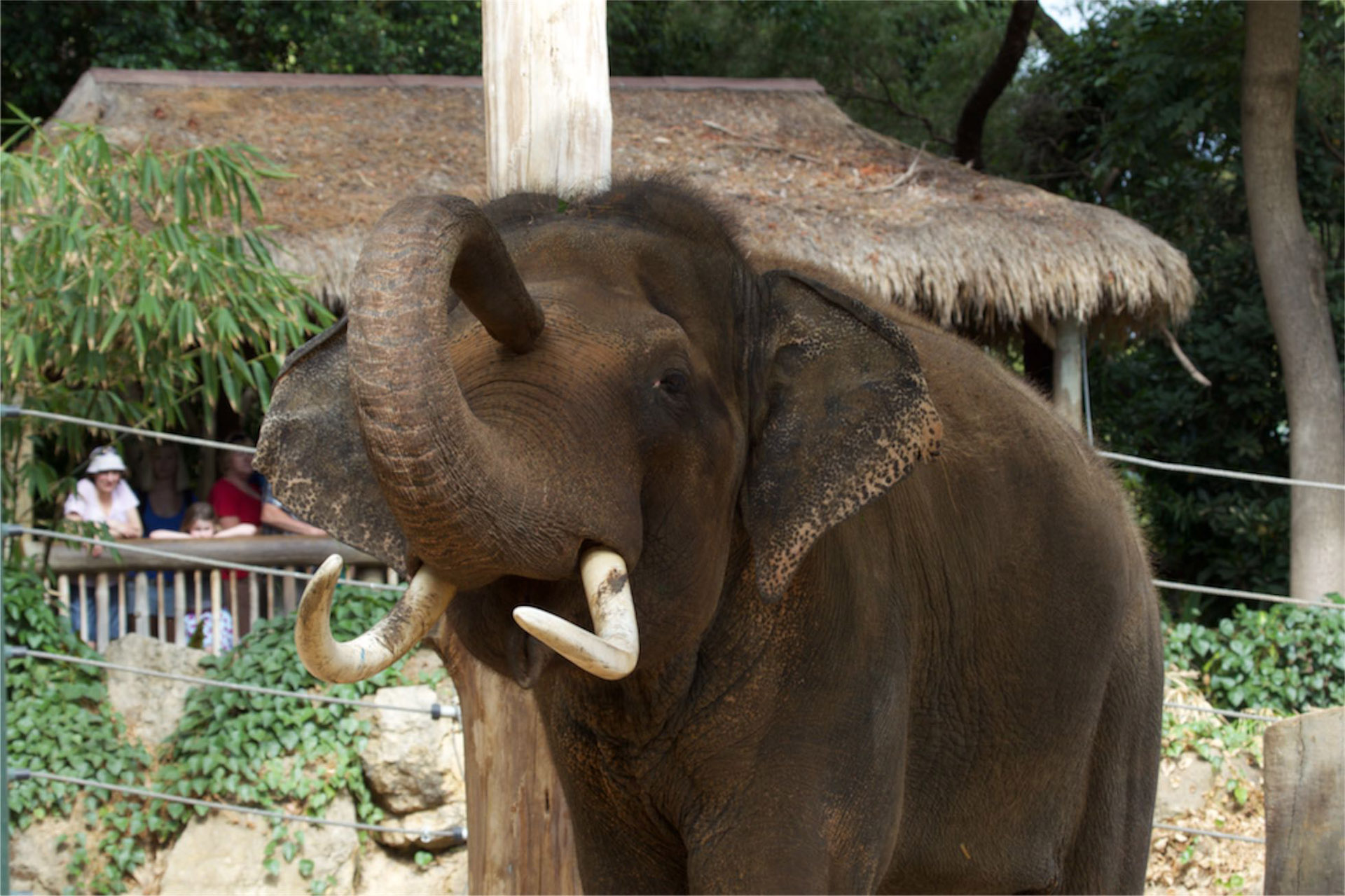 Asian Elephant - Bull | Perth Zoo