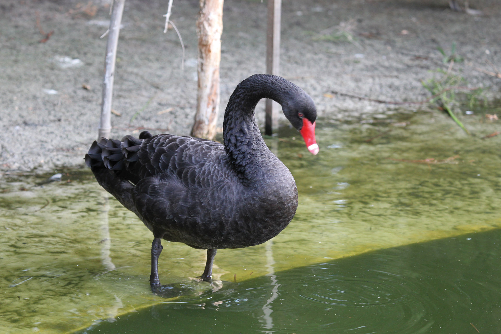 Black Swan | Perth