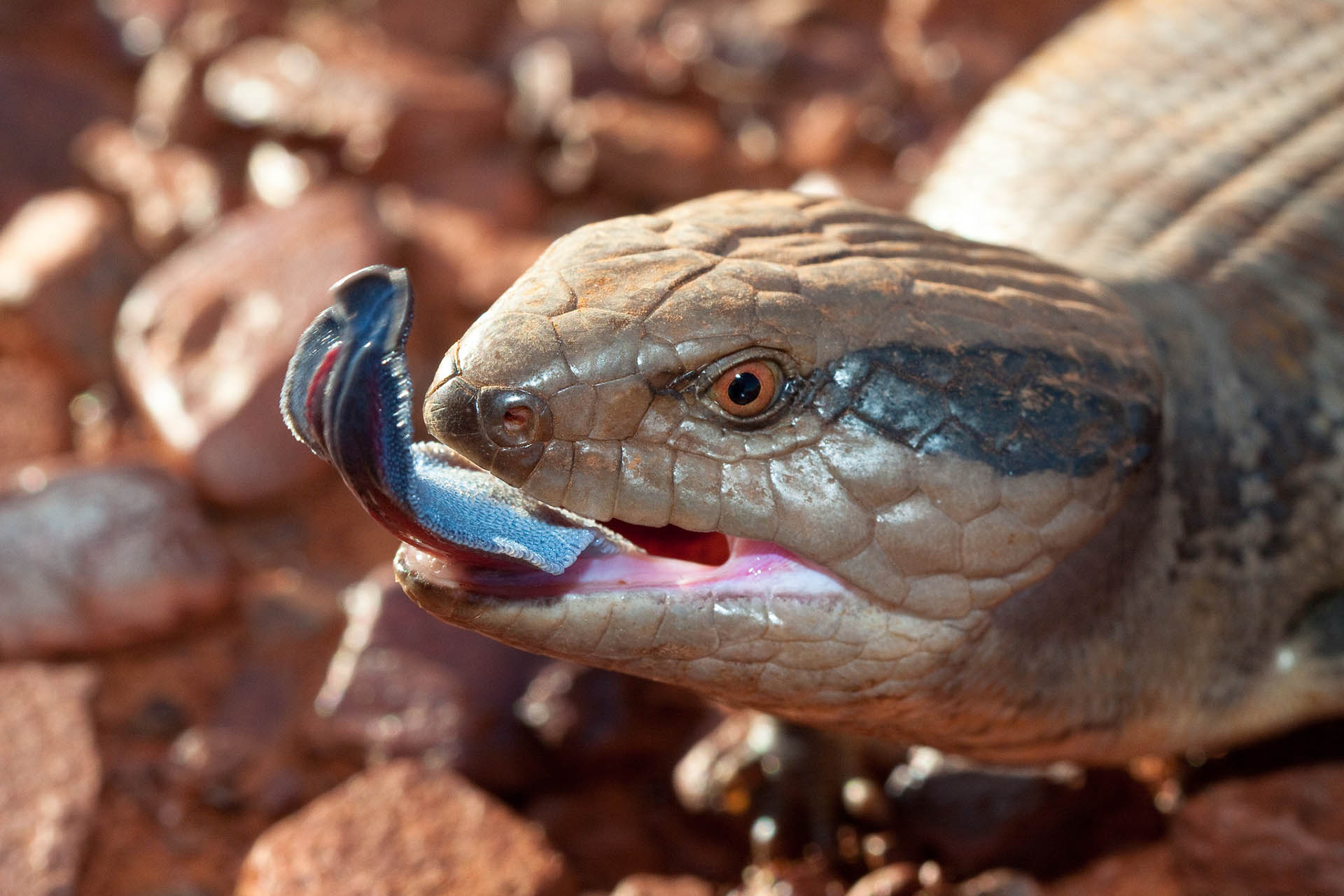 blue tongue skink teeth