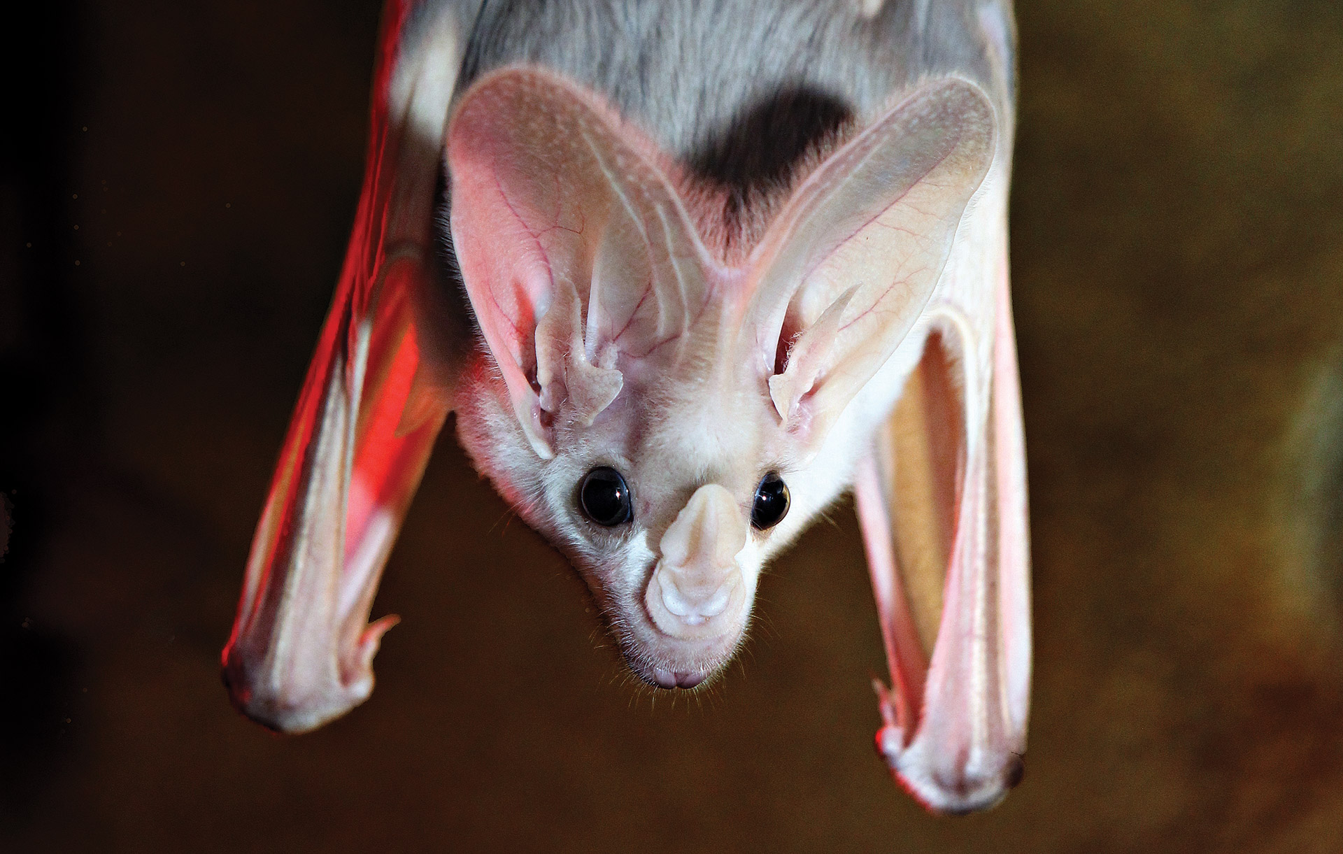 australian ghost bat