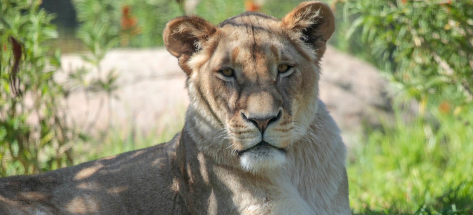 African Lion | Perth Zoo