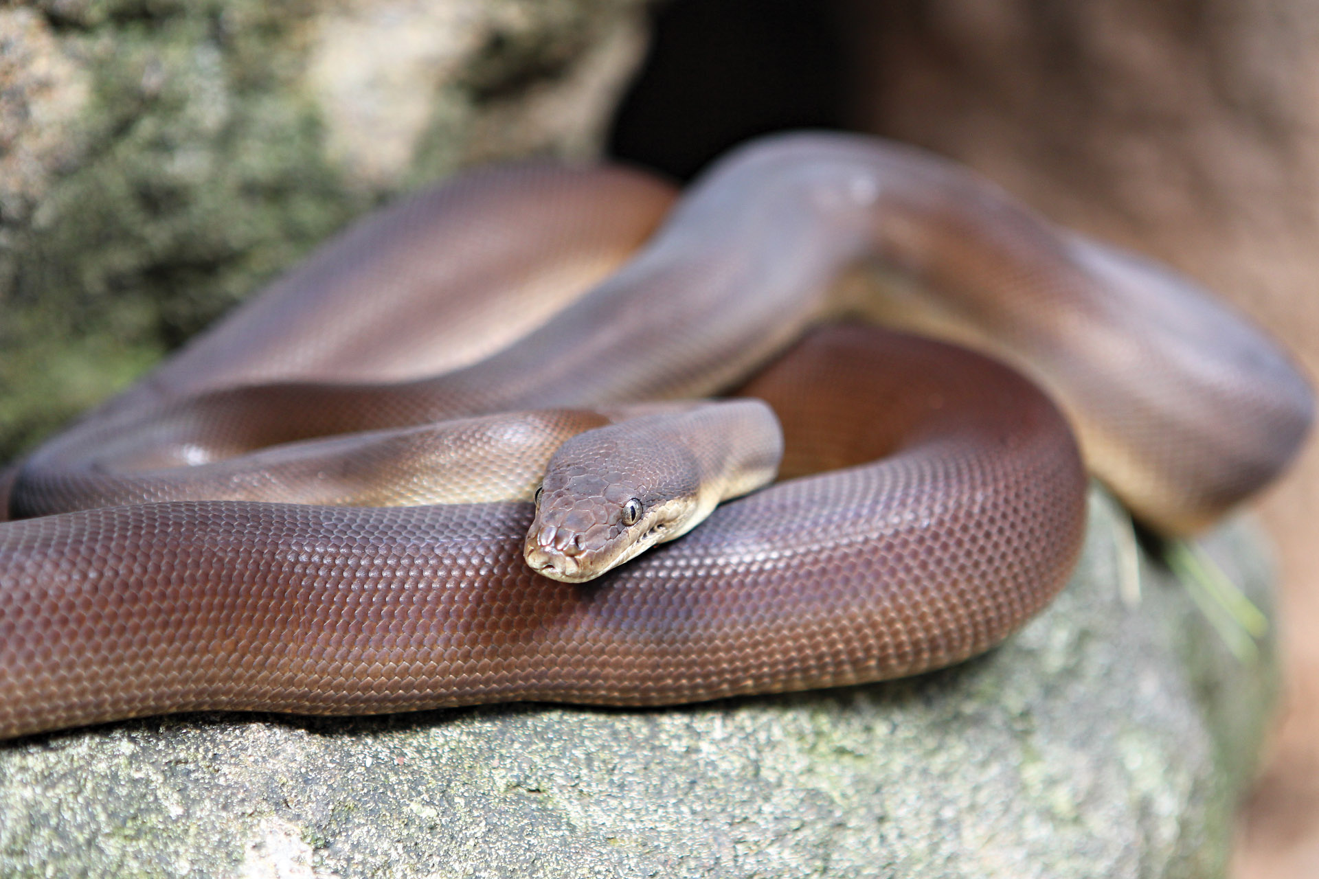 Olive Python | Perth Zoo