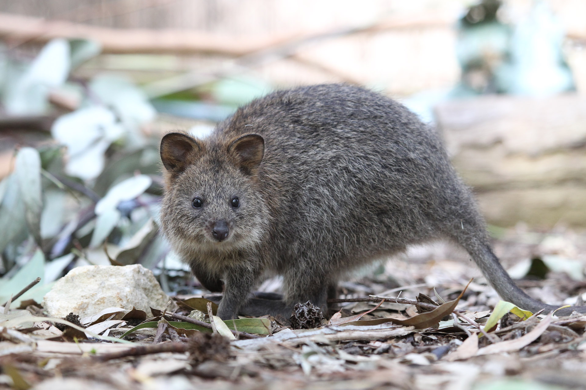 Quokka | Perth Zoo
