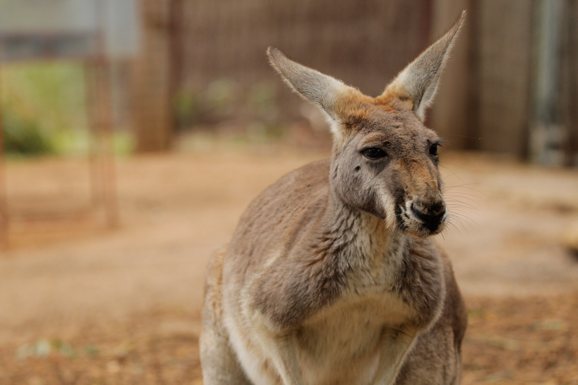 Red Kangaroo | Perth Zoo