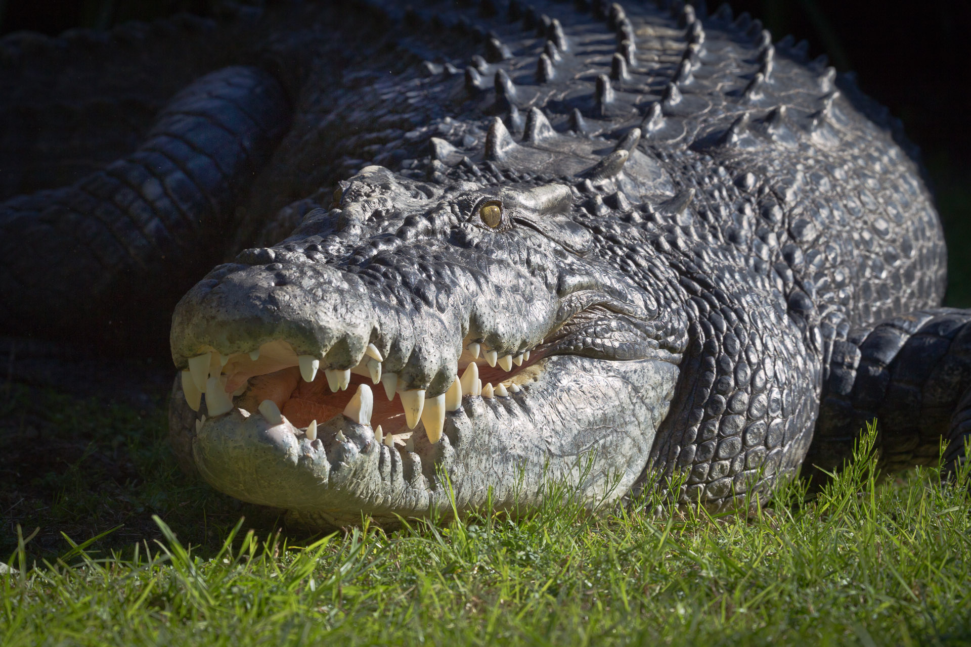 estuarine-crocodile-perth-zoo