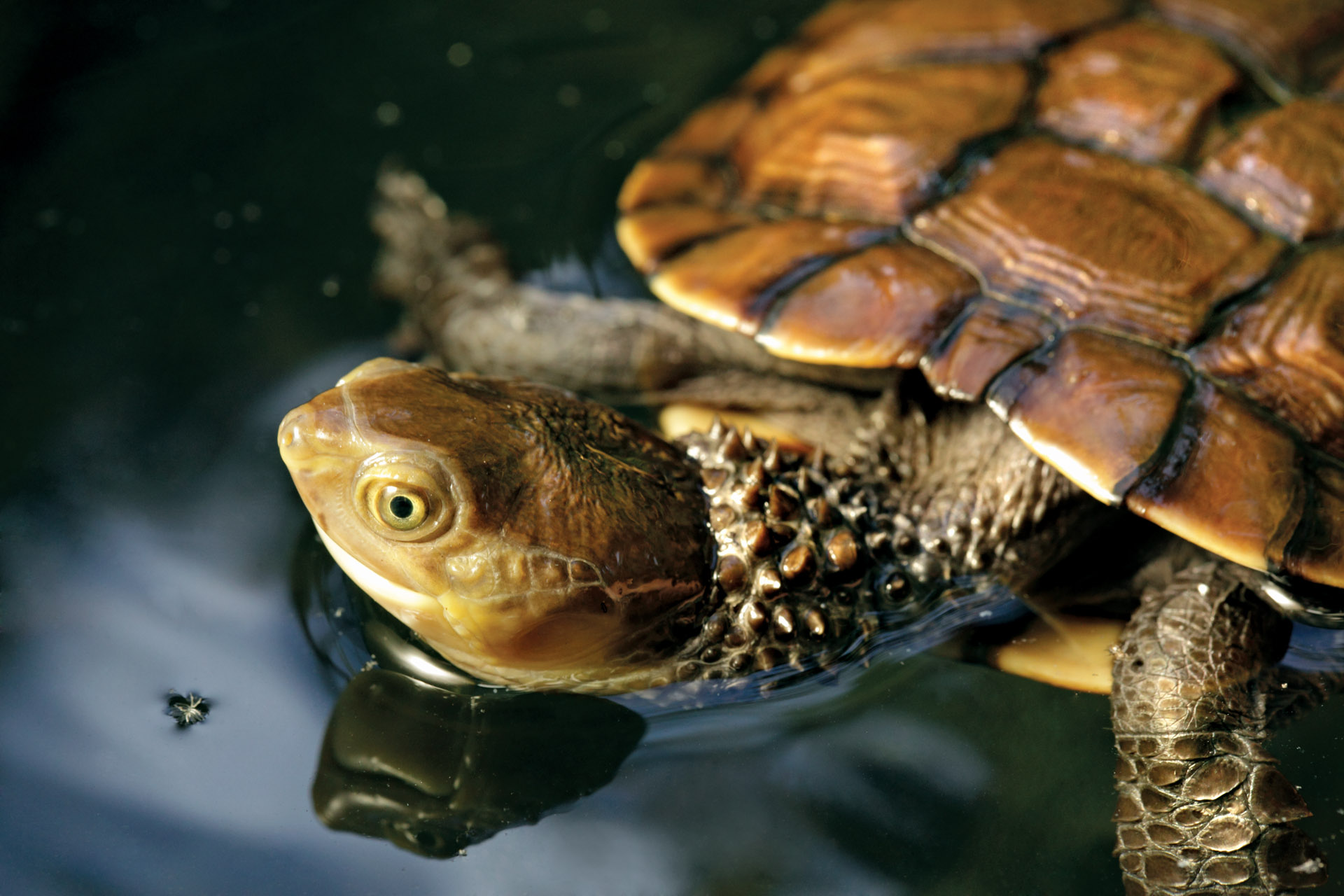 Western Swamp Tortoise | Perth Zoo