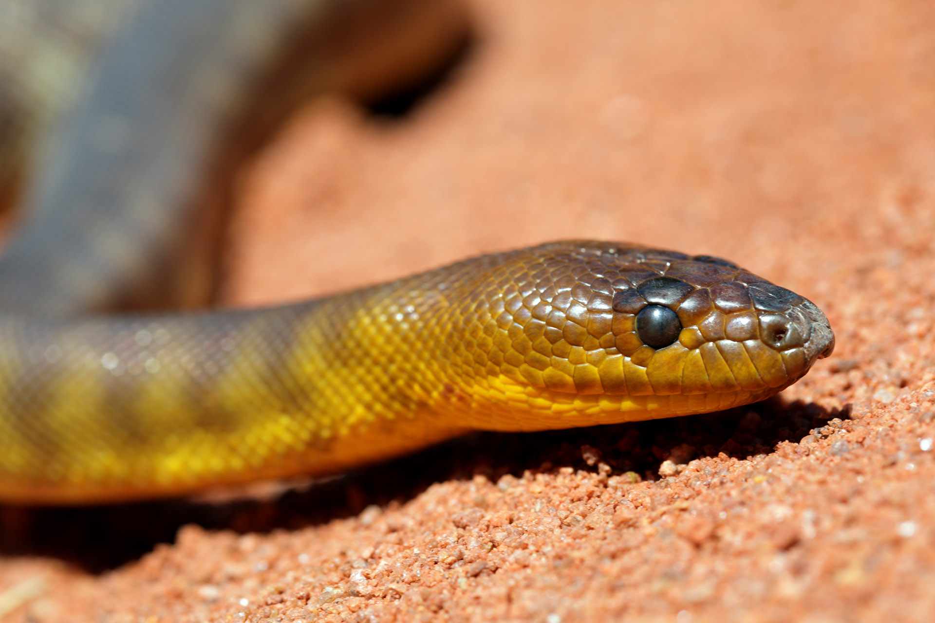 Woma | Perth Zoo