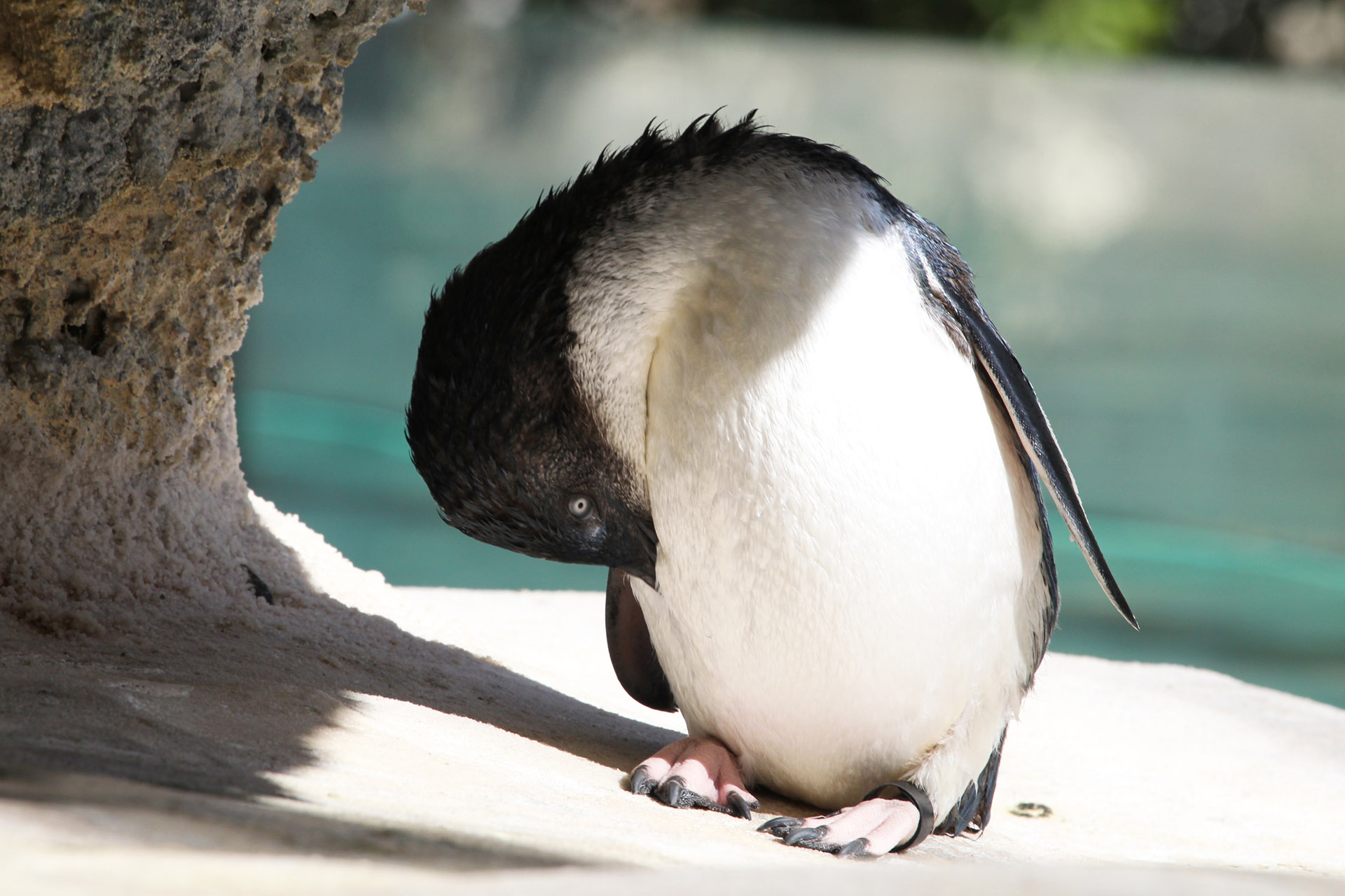 Little Blue Penguins - Baby Animal Zoo