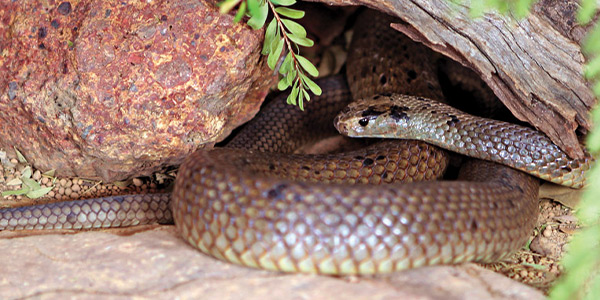 Close up image of a Dugite, snake