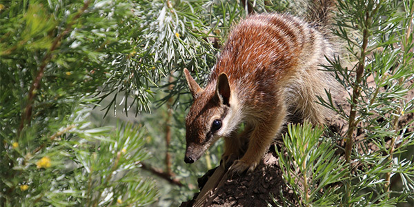 A single Numbat walking down a branch