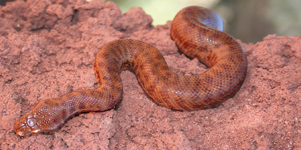A close up image of a Pygmy Python laying on a red rock