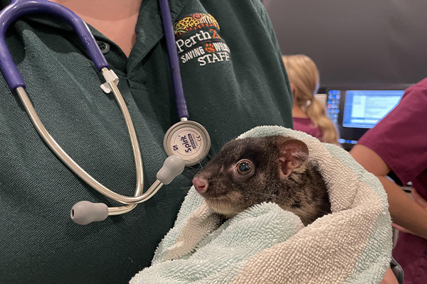 Western Ring-tail Possum with Perth Zoo staff