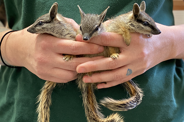 Two hands holding three Numbat babies