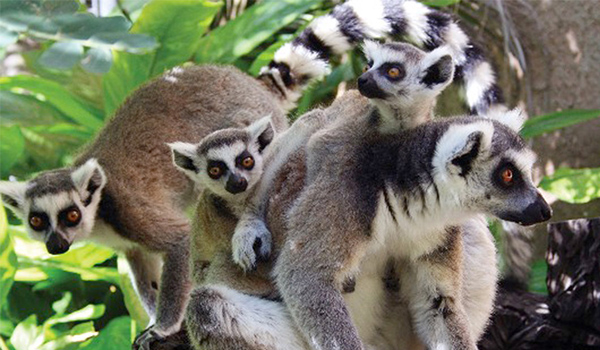 A group of Ringtailed Lemurs