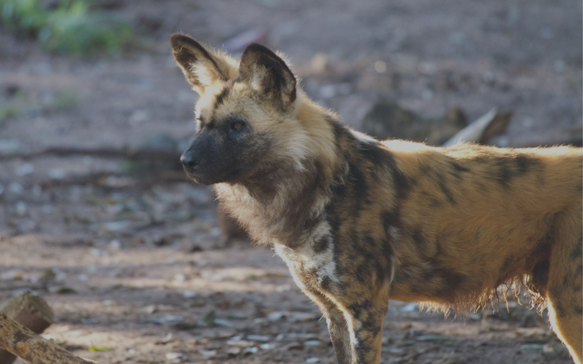 african-painted-dog-behind-the-scenes-perth-zoo