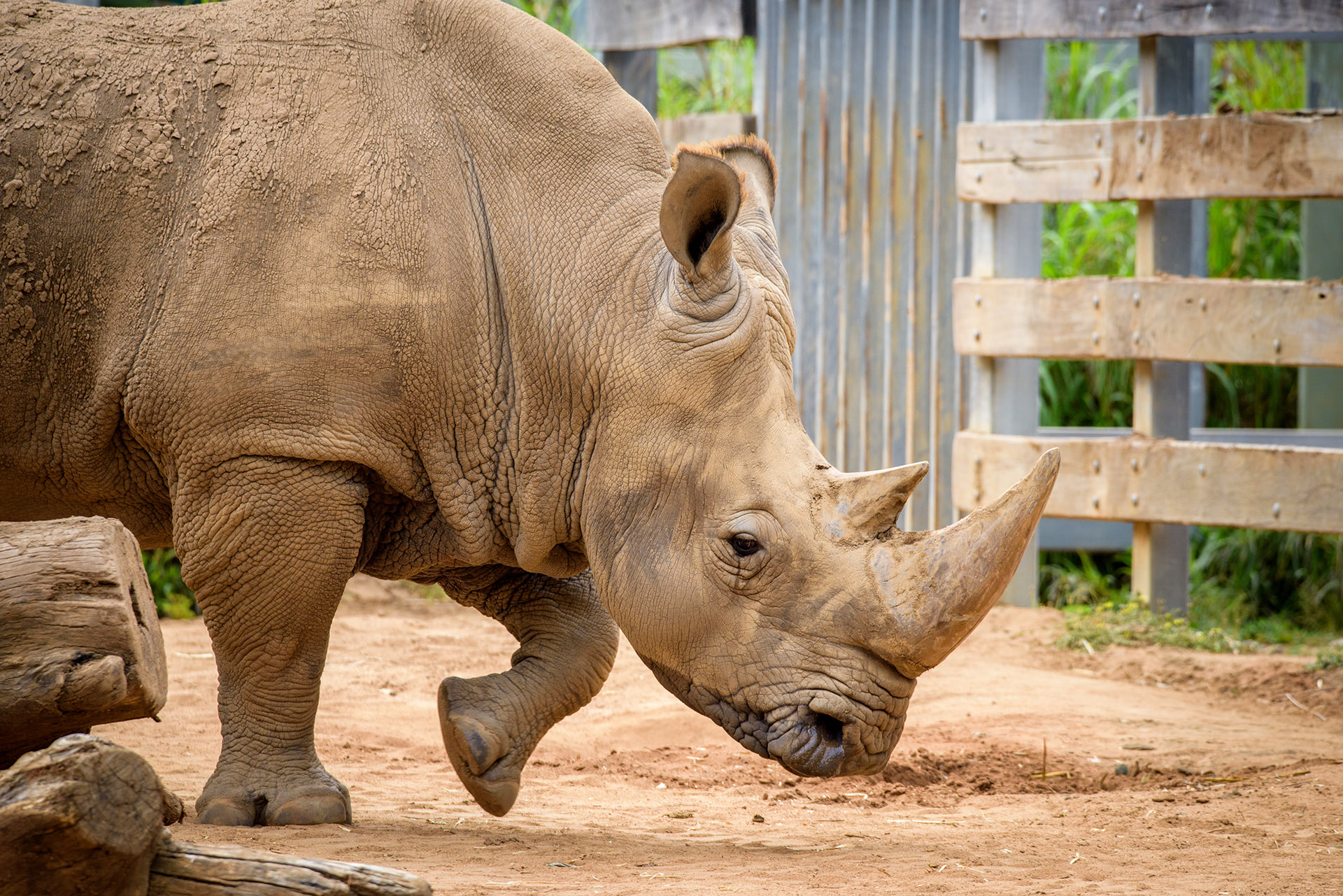 Rhinoceros Close Encounter | Perth Zoo