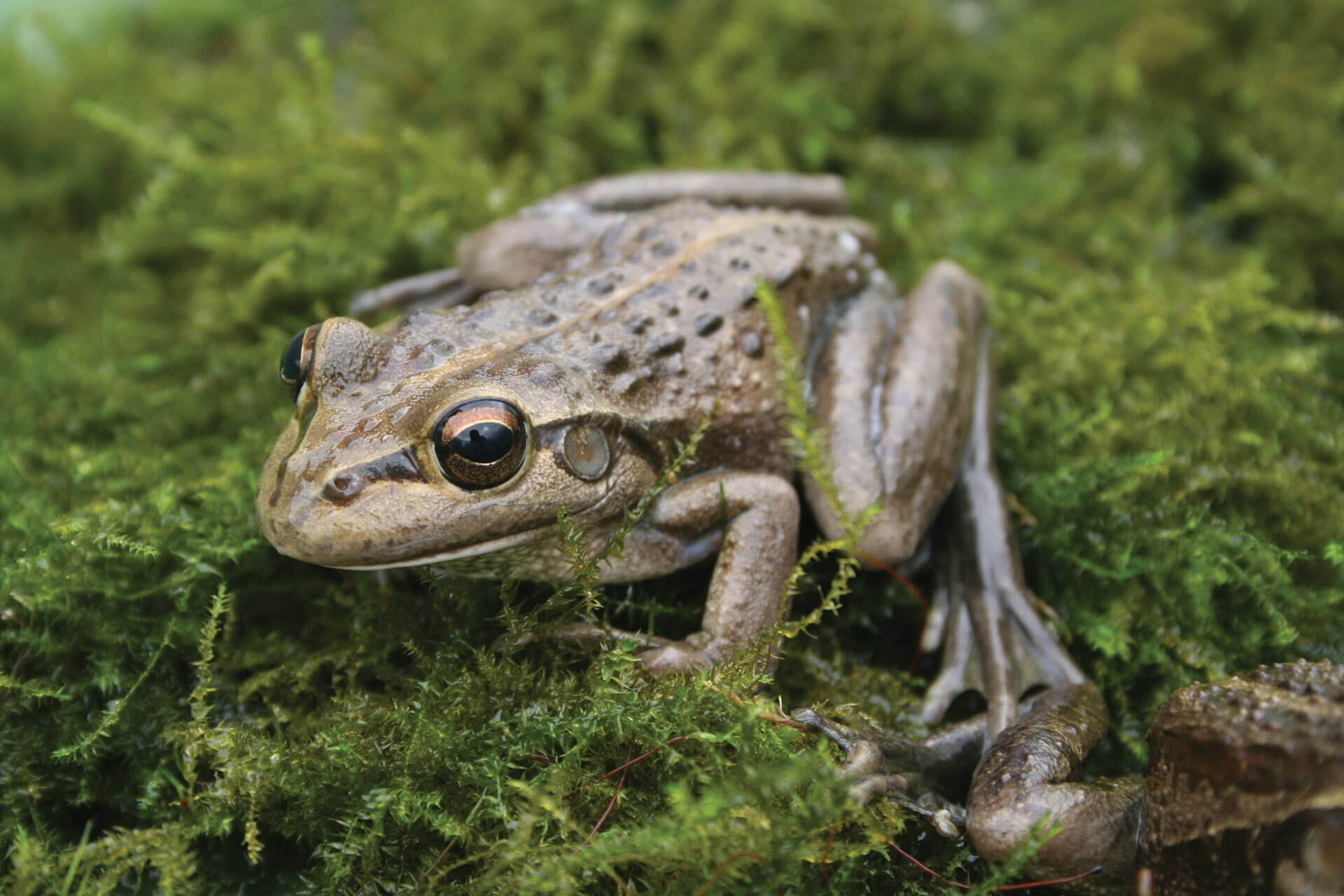 Frog-friendly Garden
