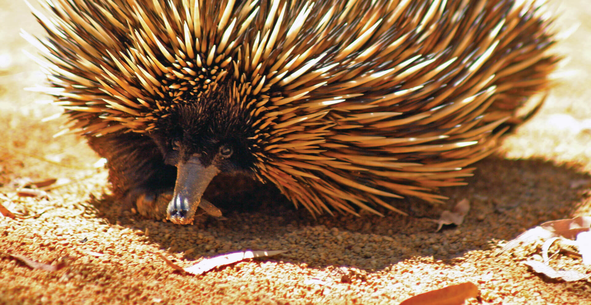 Bush Buddies Perth Zoo
