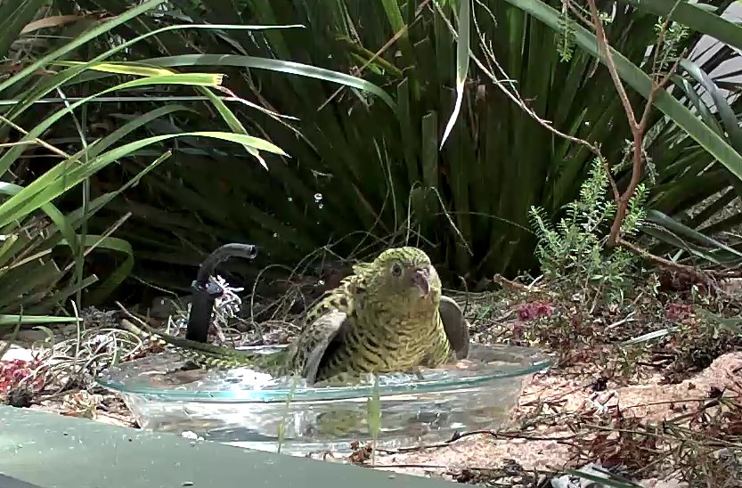 Western Ground Parrot having a bath.