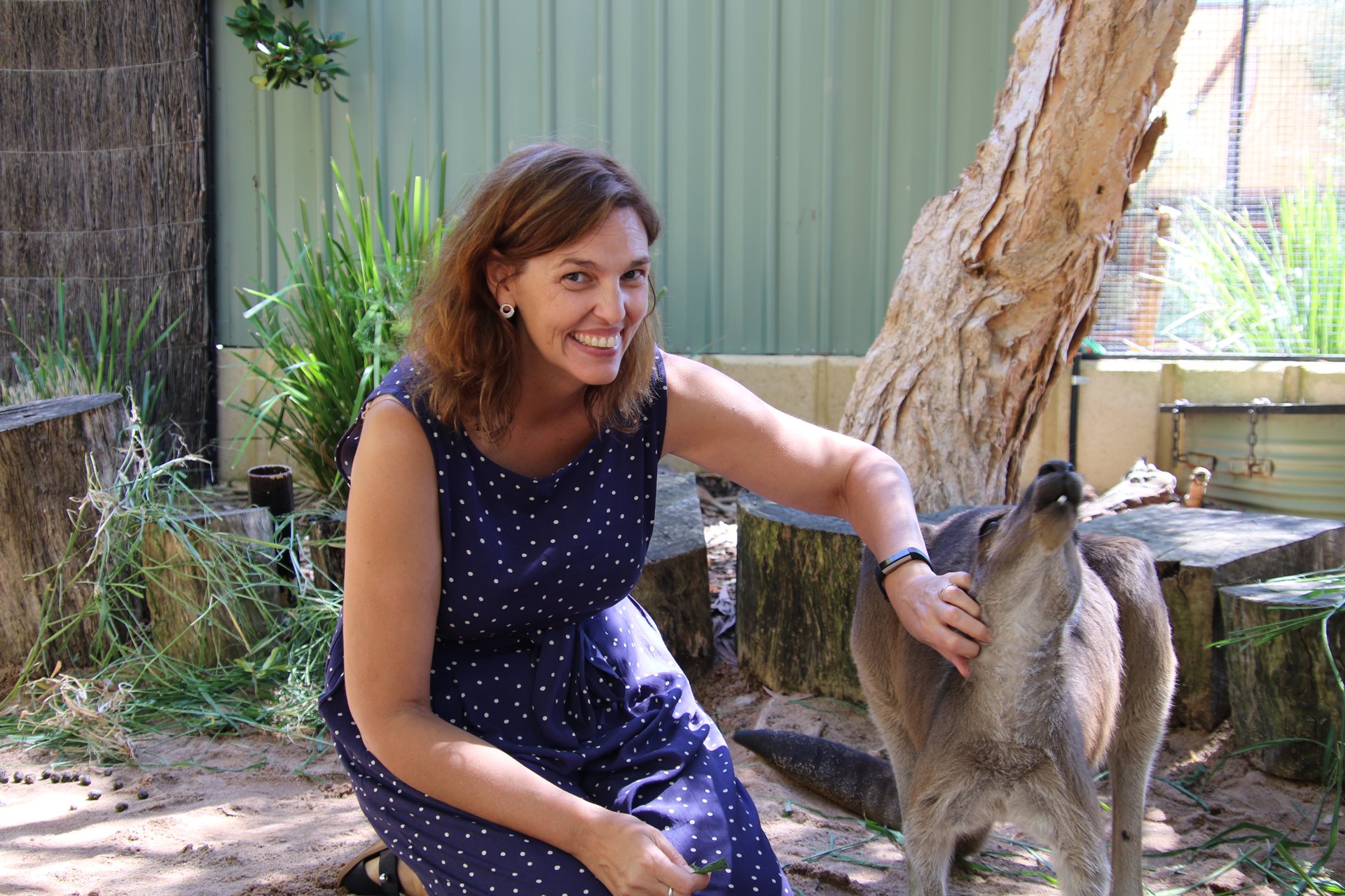 Perth Zoo staff member Kate McMurtie with Nolga with Western Grey Kangaroo