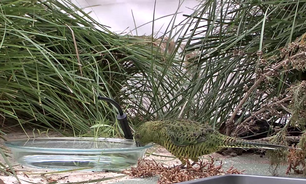 Western Ground Parrot drinking water from clear dish.