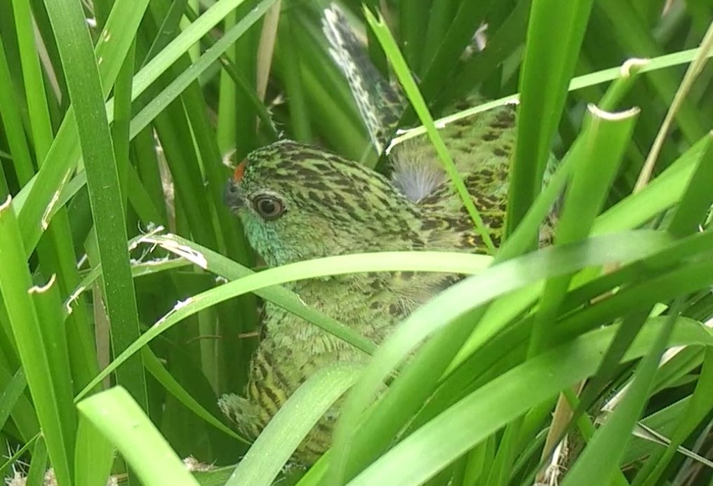 Western Ground Parrot hidden in grass bush.