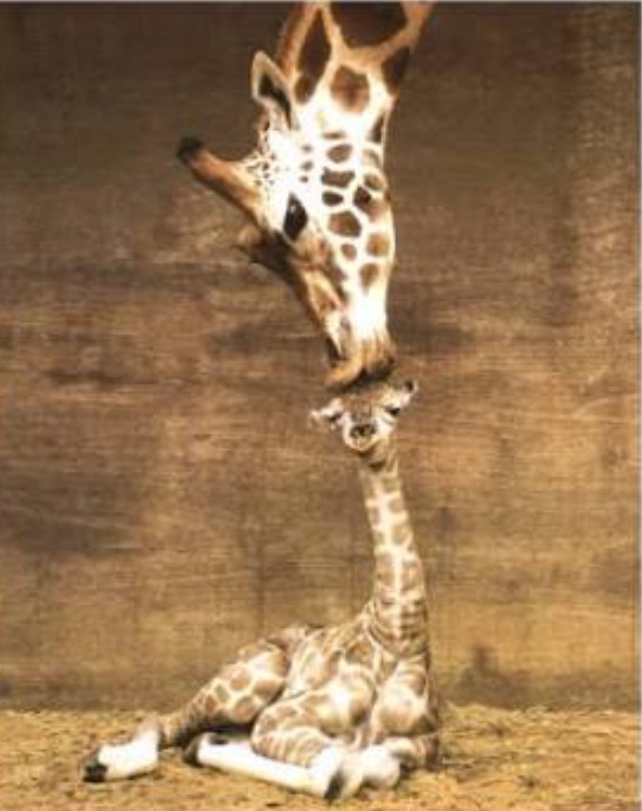 Adult Giraffe bending down to kiss the baby Giraffe on the top of the head