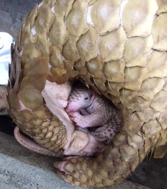 Close up of a Pangolin wrapped up in a towel